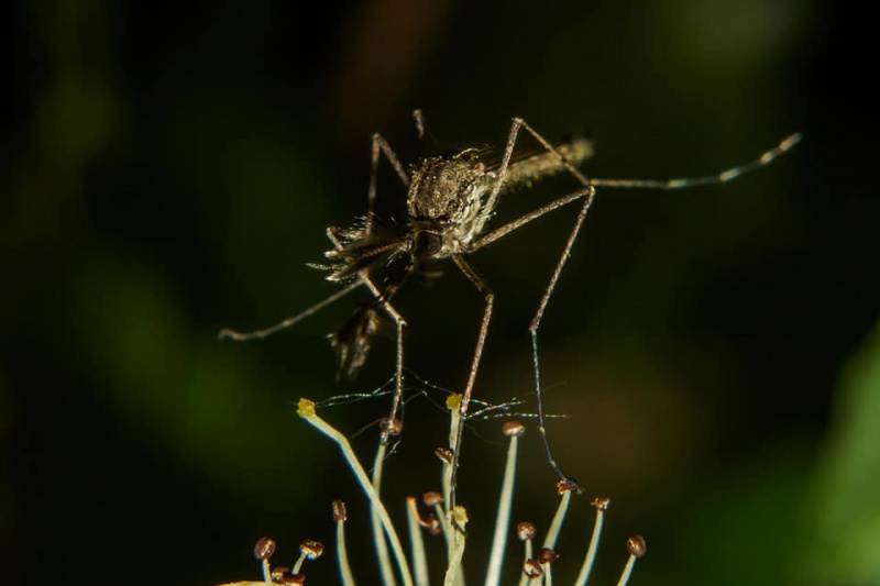 Малярийный комар или анофелес