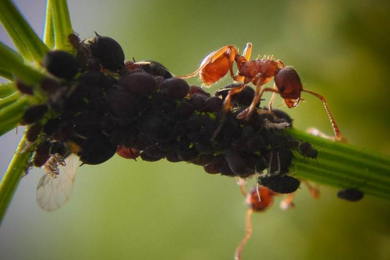 Садовый бледноногий муравей
