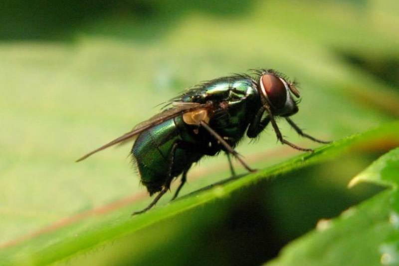 Зеленая мясная муха